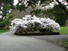 Botanical Gardens, Christchurch 